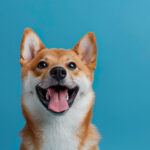 Dog Registration