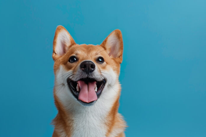 Dog Registration